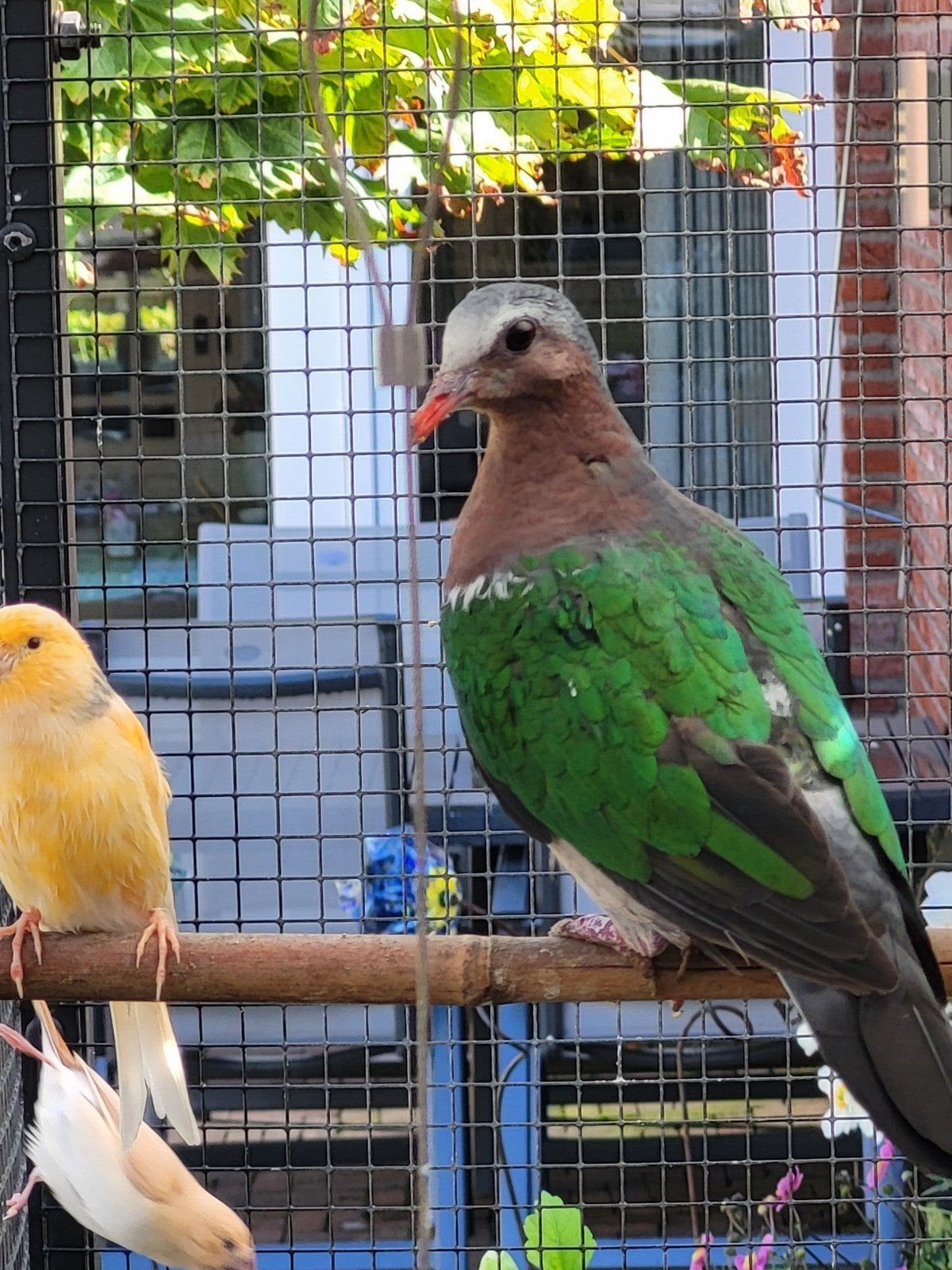 groenvleugel doffer, Mannelijk