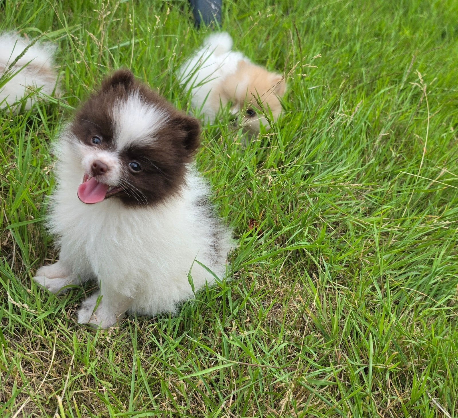 Supermooie Pomeriaan pups, Parvo, Overige rassen, 8 tot 15 weken, Meerdere