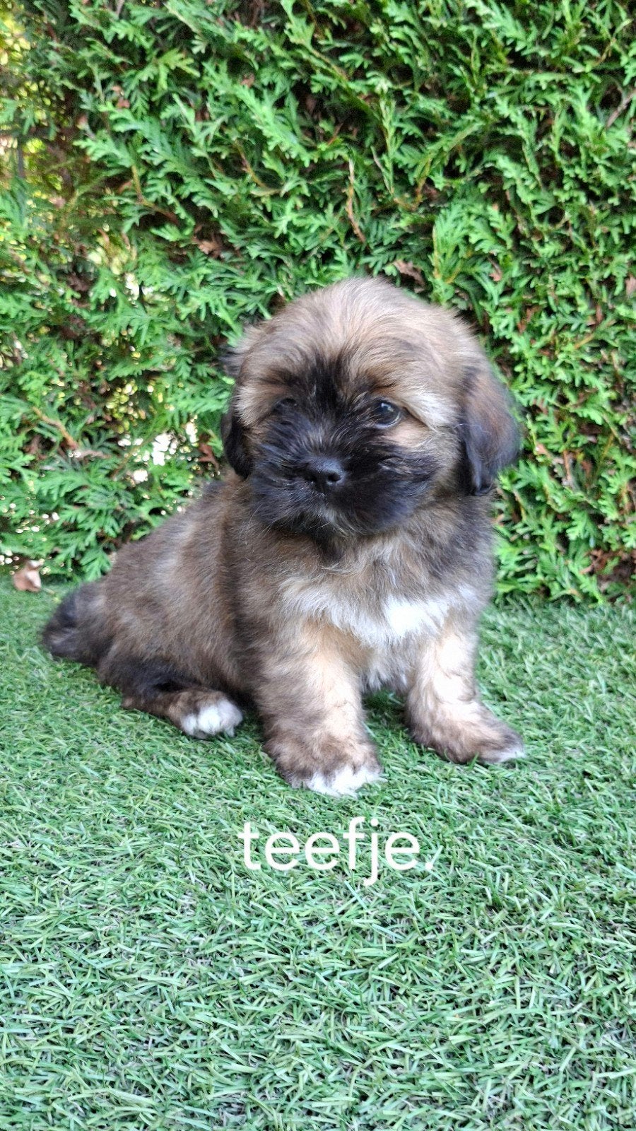 Zeer mooie speelse boomer pups., Dieren en Toebehoren, Parvo, 8 tot 15 weken, Meerdere, Nederland