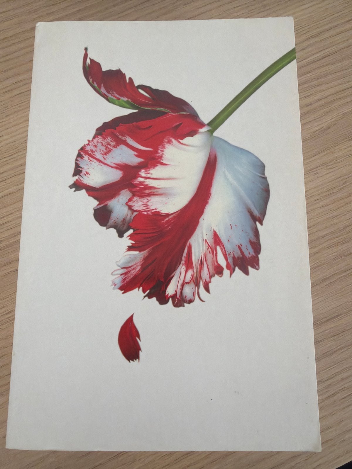 Nieuwe Maan - Stephenie Meyer (Twilight Saga), Ophalen of Verzenden, Gelezen, Nederland