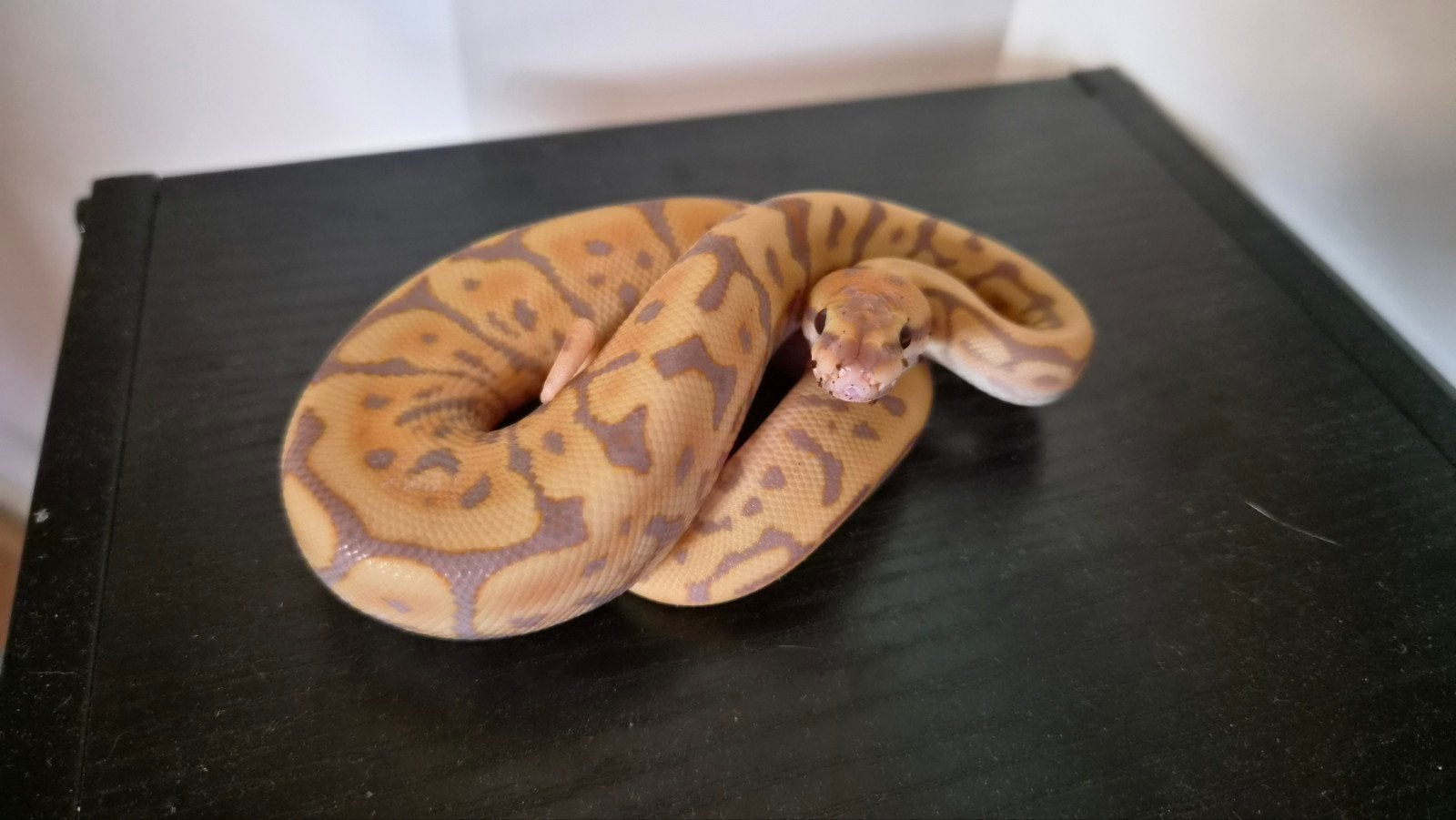 banana leopard spider Ball Python photo 3