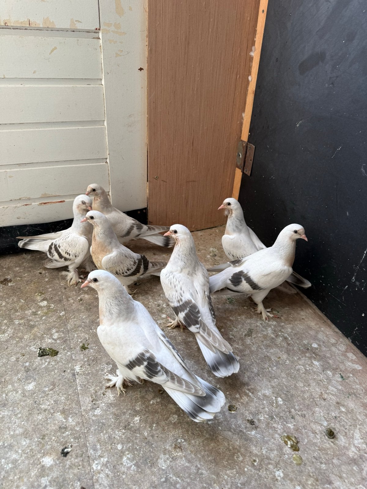 Takla, Meerdere dieren