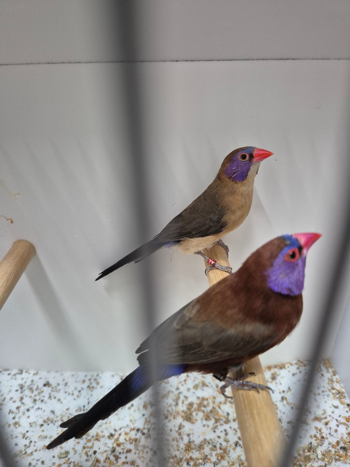 Tropische vogels, Dieren en Toebehoren, Meerdere dieren