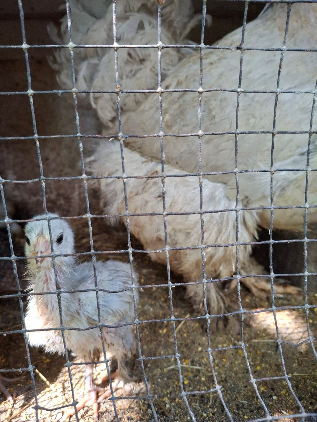 brahma isabel., Dieren en Toebehoren, Meerdere dieren, Kip