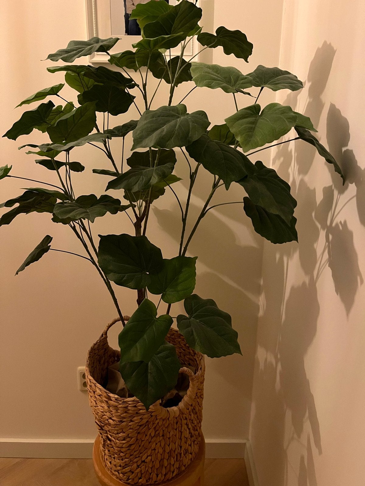 Kunst Ficus Umbellata 175cm - Realistische Kunstplant, Ophalen, Binnen, Groen, Kunstplant