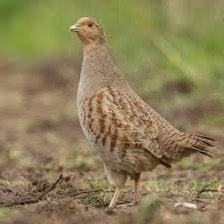 Patrijs hen, Dieren en Toebehoren, Vrouwelijk, Kip