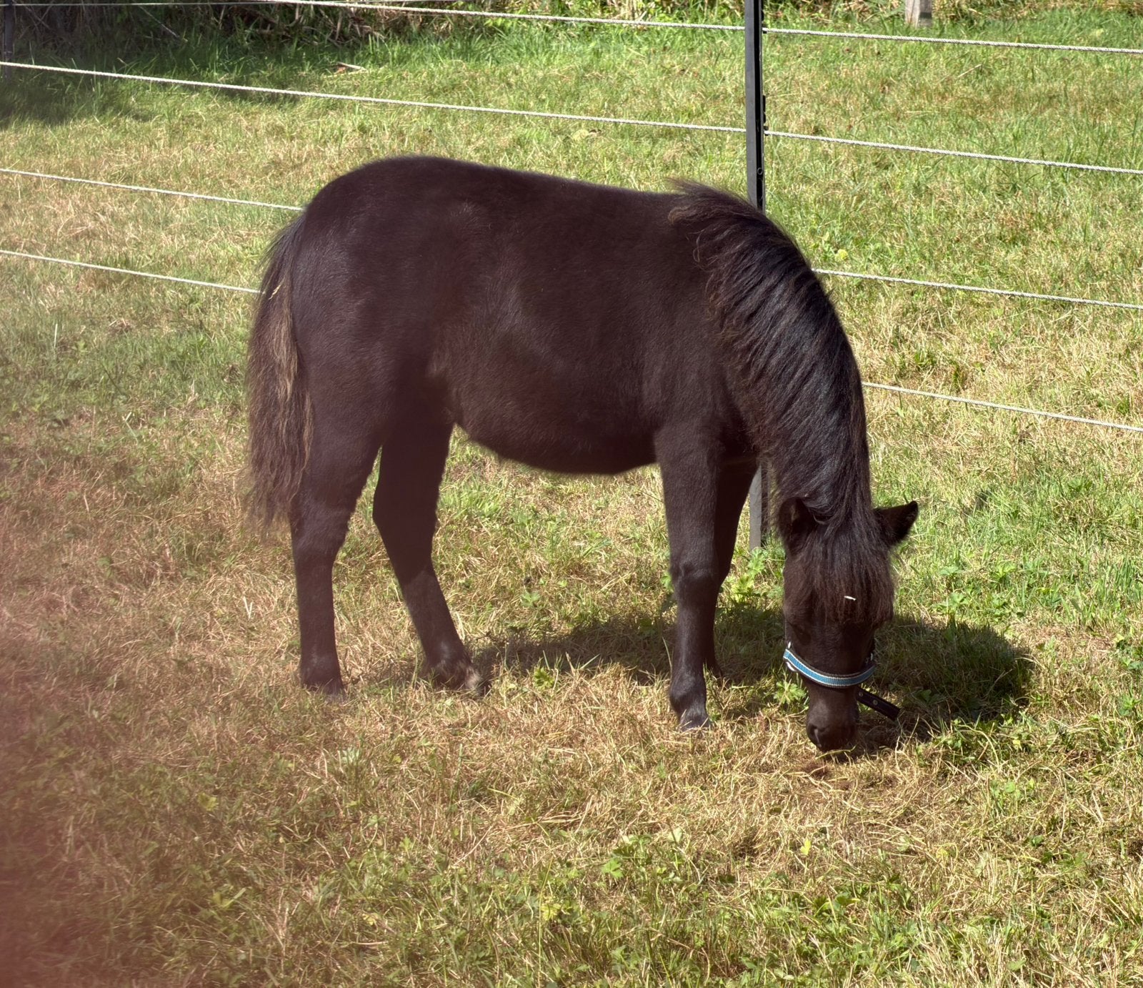 NMPRS,Merrie,Zwart,Minipaard,Miniatuurpaard,pony, Merrie