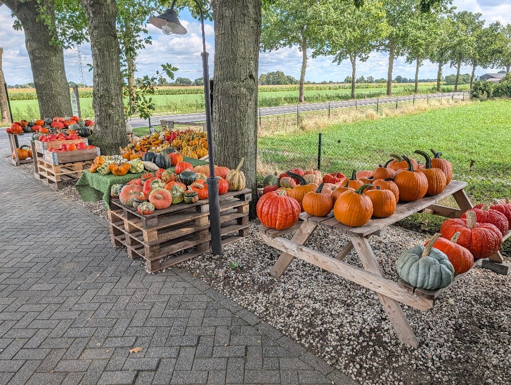 Pompoenen en kalebassen, Ophalen, Nieuw