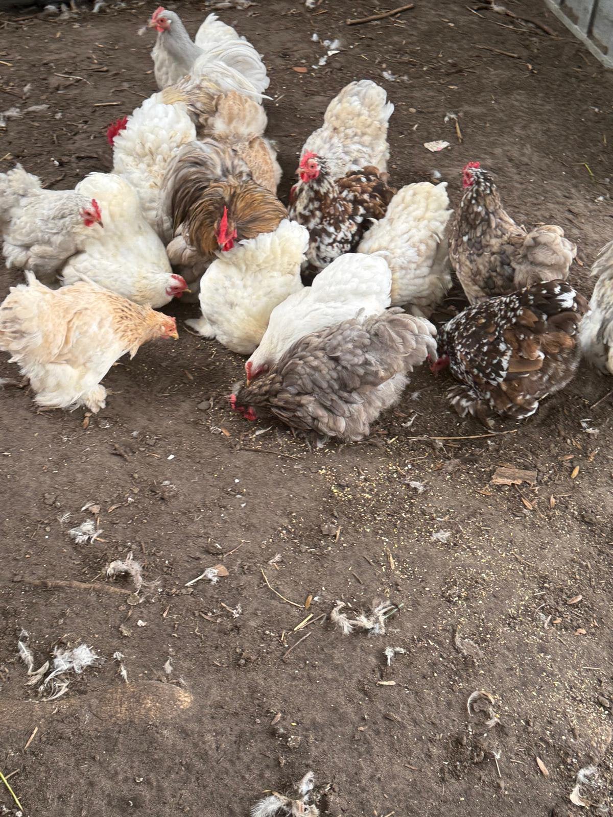 Cochin kriel leuke kleurtjes, setjes te koop, aan de leg!, Dieren en Toebehoren, Vrouwelijk, Kip