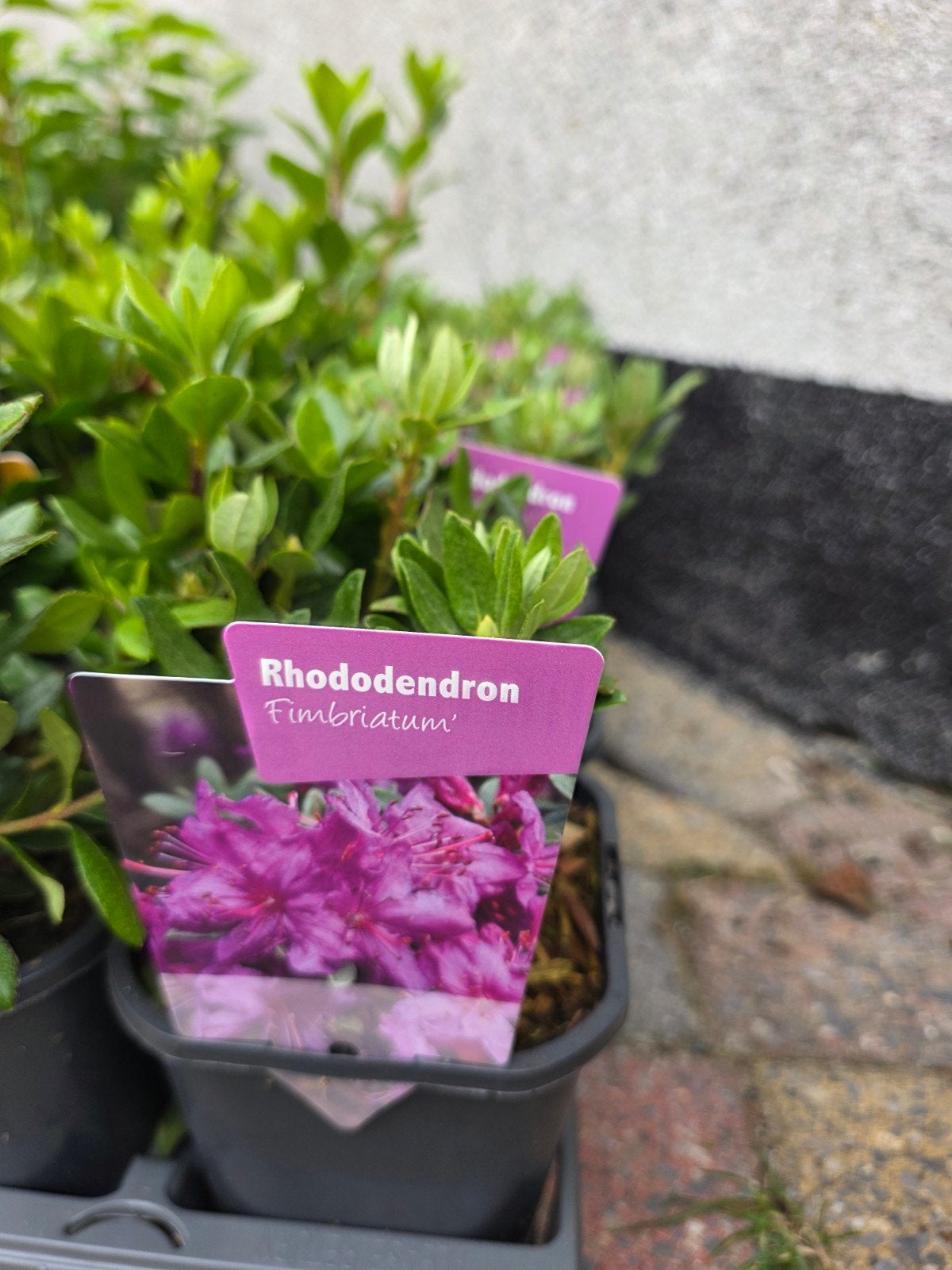 Rhododendeon / Azalia verschillende soorten, Ophalen, Overige soorten, Volle zon