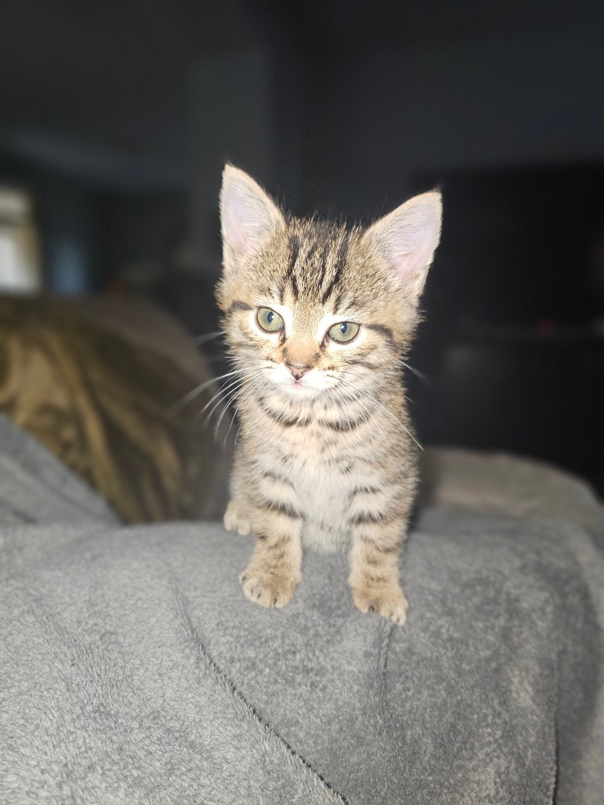 kitten ( poes ) 13 weken oud, Poes, Kortharig, 0 tot 2 jaar