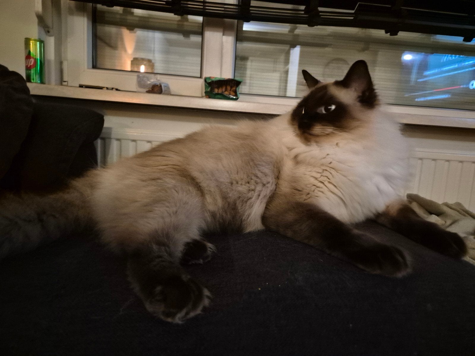 2 ragdoll katers van 1 jaar, Kater, Langharig, 0 tot 2 jaar