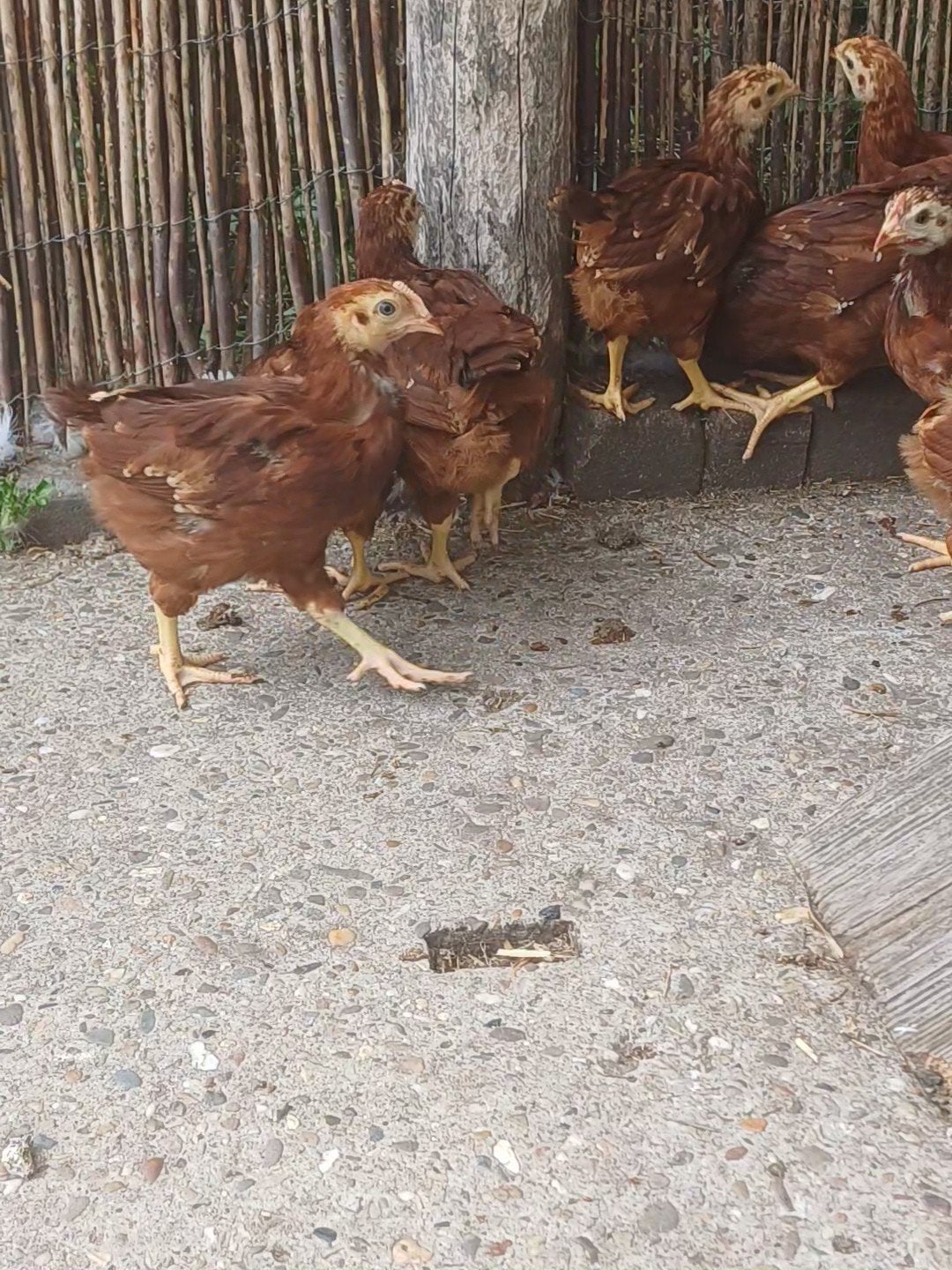 5 Rhode Island red hennen te koop, Dieren en Toebehoren, Pluimvee, Kip, Vrouwelijk
