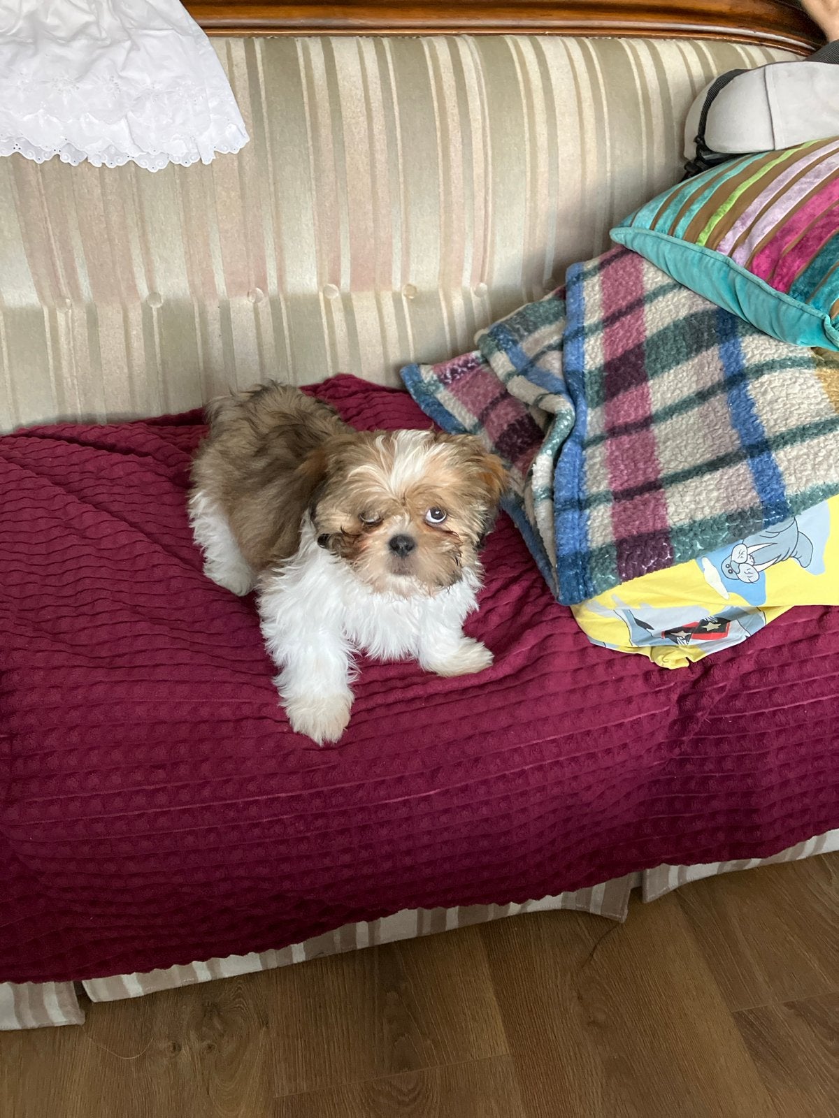 Shih-Tzu kleur: licht/ donker, Reu, 8 tot 15 weken, Parvo, Eén hond