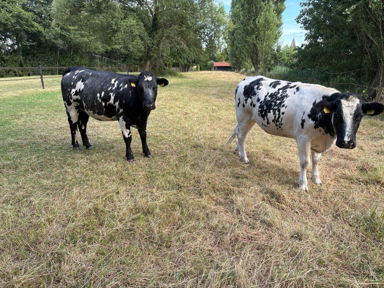 Luxe blauwe vaarzen te koop, Dieren en Toebehoren, Runderen, Vrouwelijk