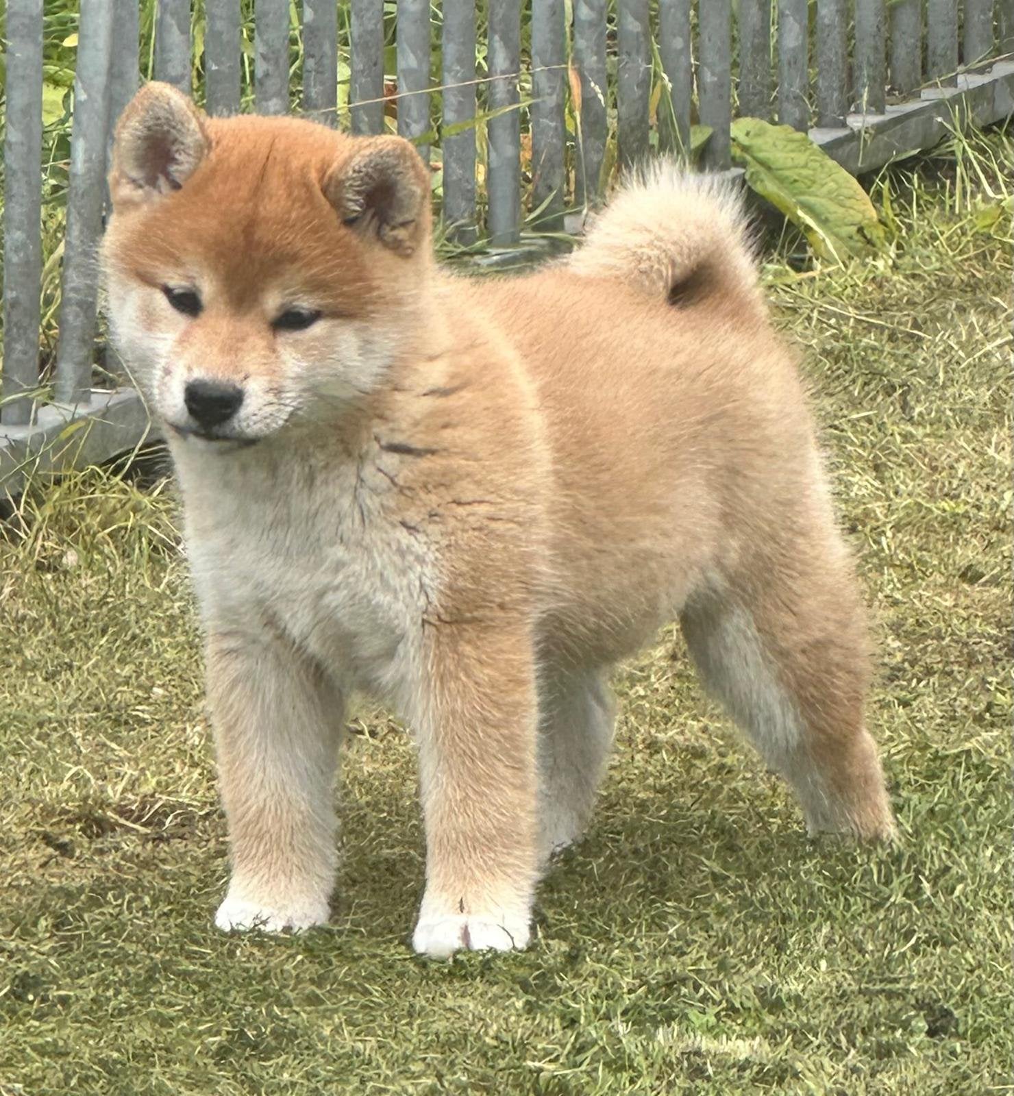 Unieke shiba inu pups met FCI stamboom., Dieren en Toebehoren, Parvo, Nederland, Overige rassen, 8 tot 15 weken