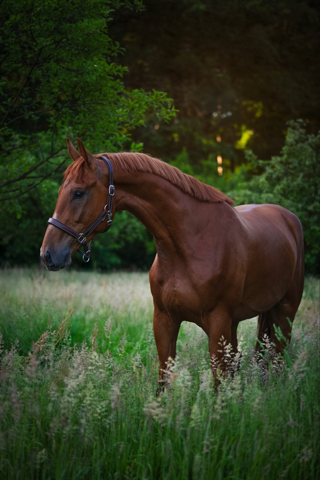 Story of molga van de beekermark, lees de tekst aub!, Springpaard, Met stamboom, Ruin, 3 tot 6 jaar