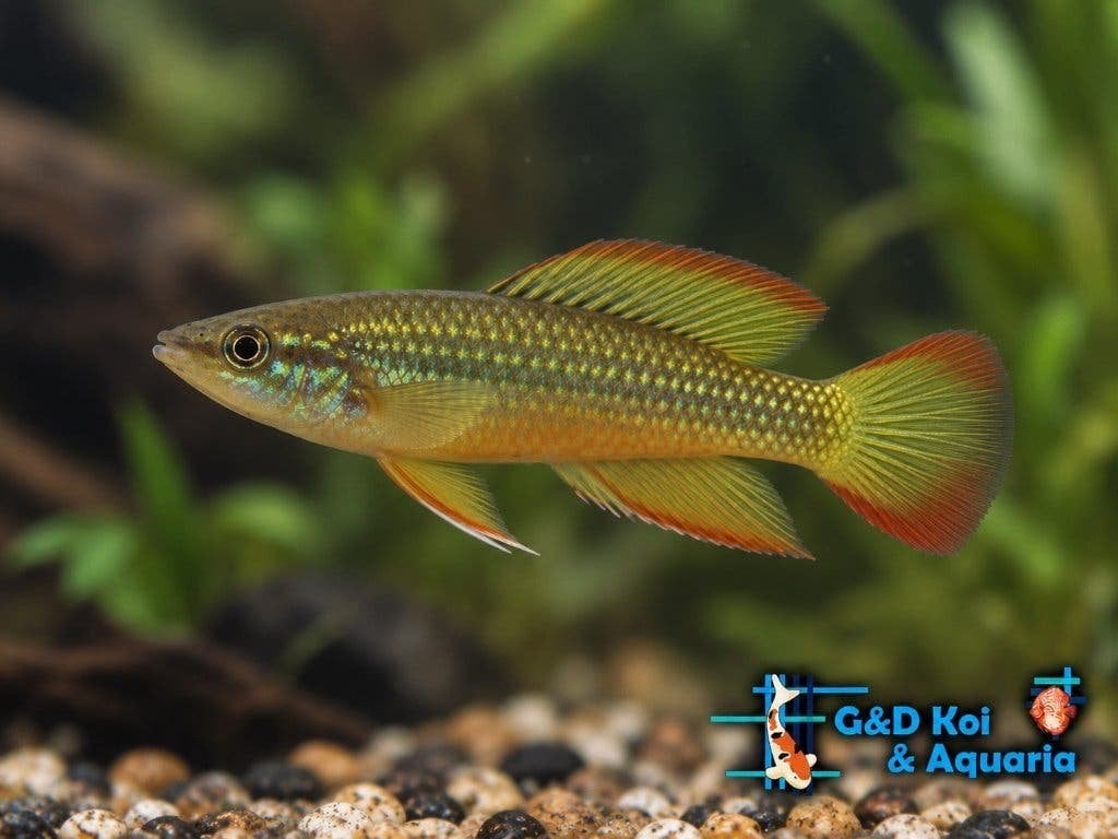Scholenvissen, vele verschillende kleurige aquariumvissen, Dieren en Toebehoren, Vis