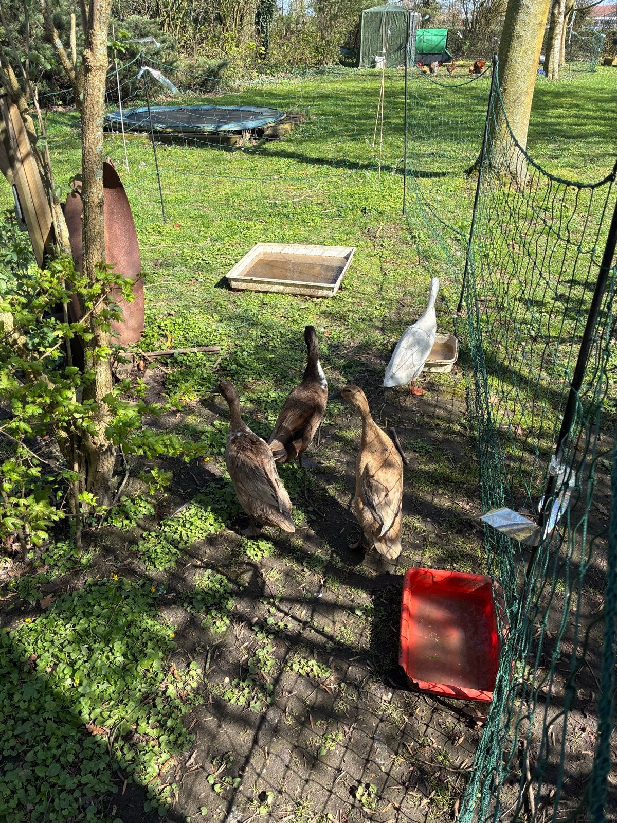 3 witte woerden, Dieren en Toebehoren, Meerdere dieren, Eend