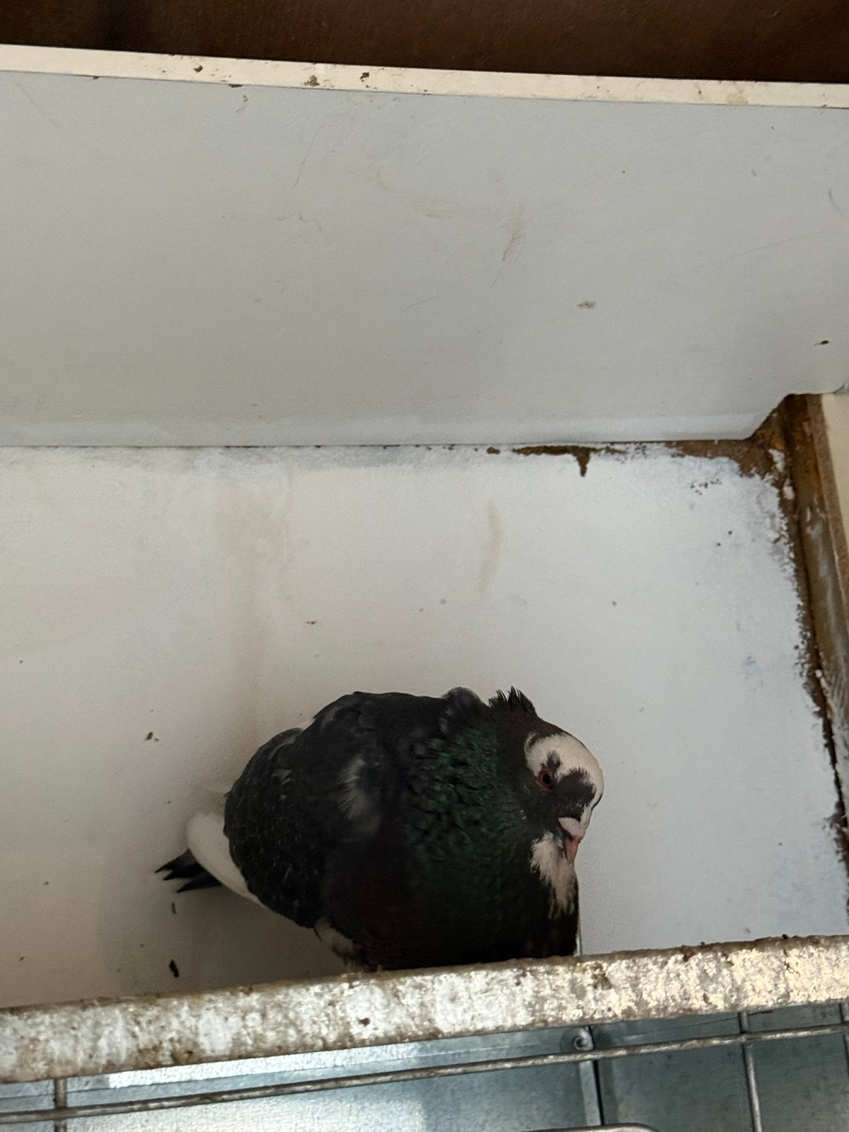 Mooi til duiven doffer, Dieren en Toebehoren, Mannelijk