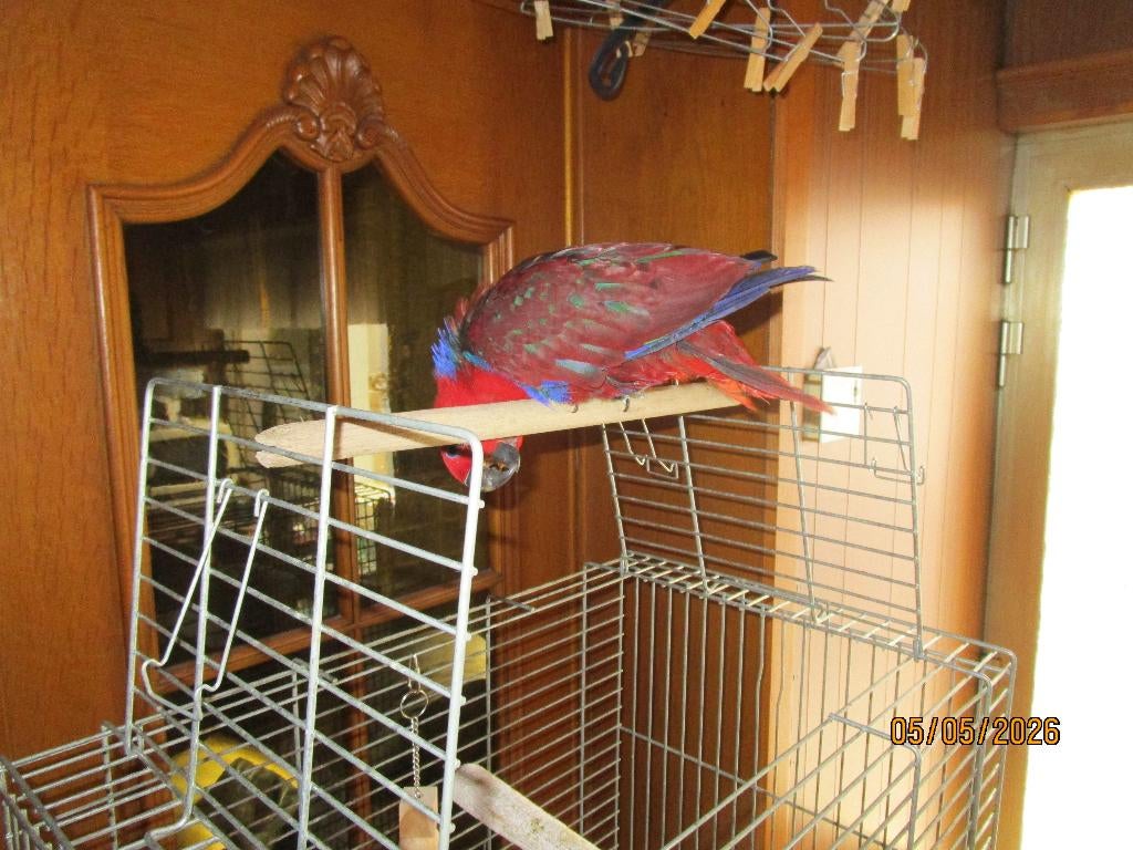 edelpapegaai, Dieren en Toebehoren, Vogels | Parkieten en Papegaaien, Vrouwelijk, Papegaai, Tam