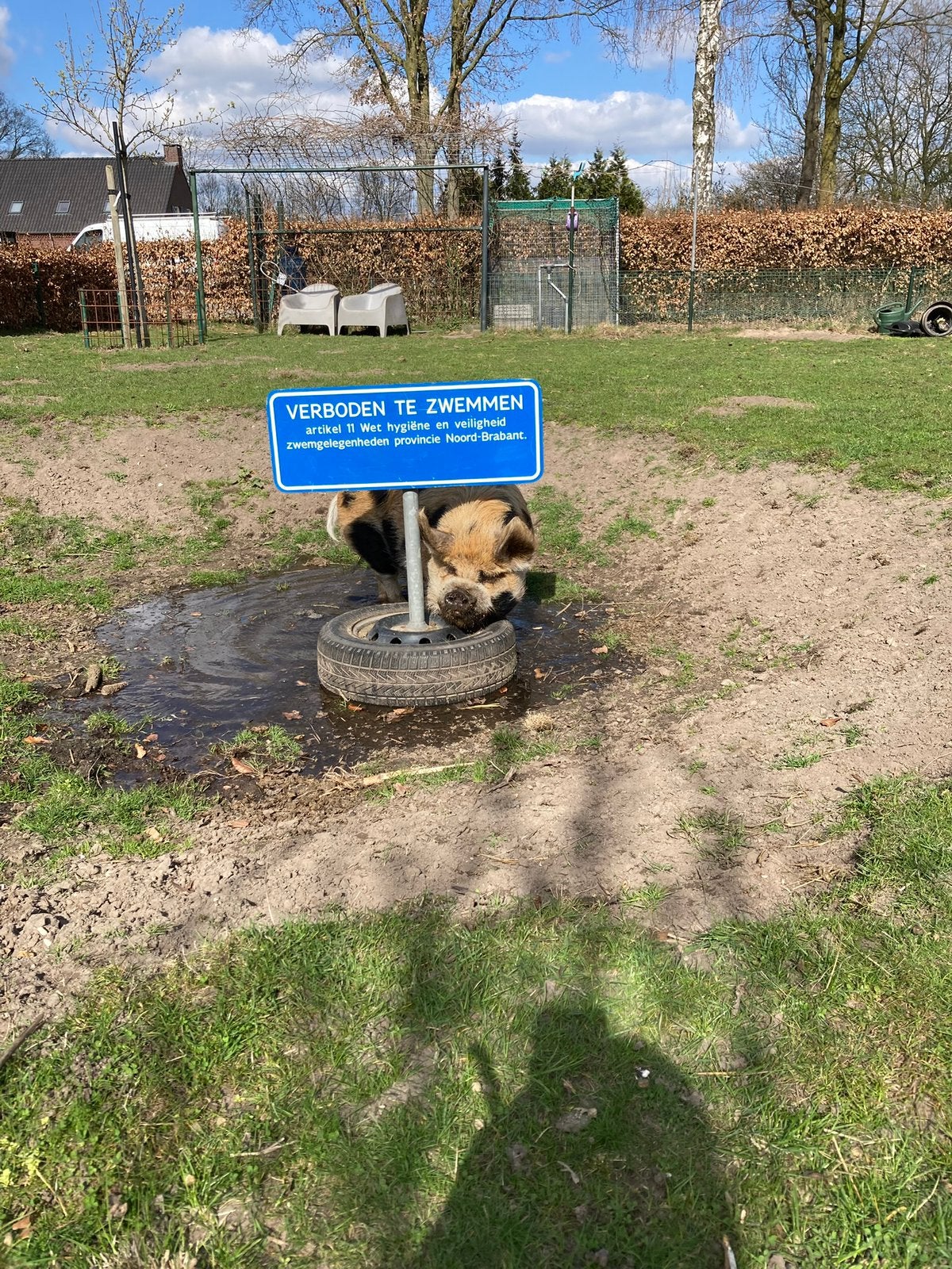 Twee kune kune varkens, Mannelijk, Varken, 3 tot 5 jaar