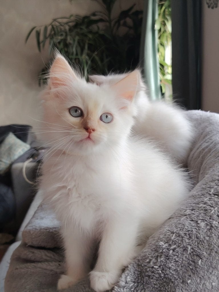 Ragdoll kittens met stamboom, Meerdere dieren, Met stamboom