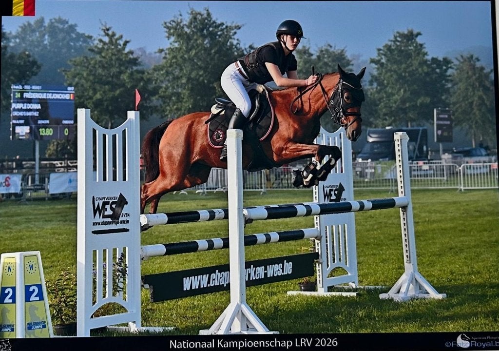 D-pony te koop, afstamming Orchid's Bartez, Dieren en Toebehoren, Merrie, Met stamboom, M, Springpony