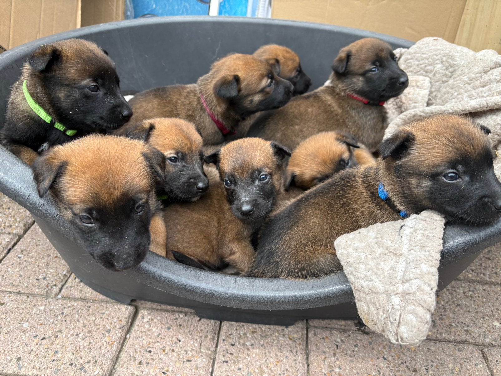Mechelse herder pups, Parvo, Meerdere, Meerdere dieren, Nederland