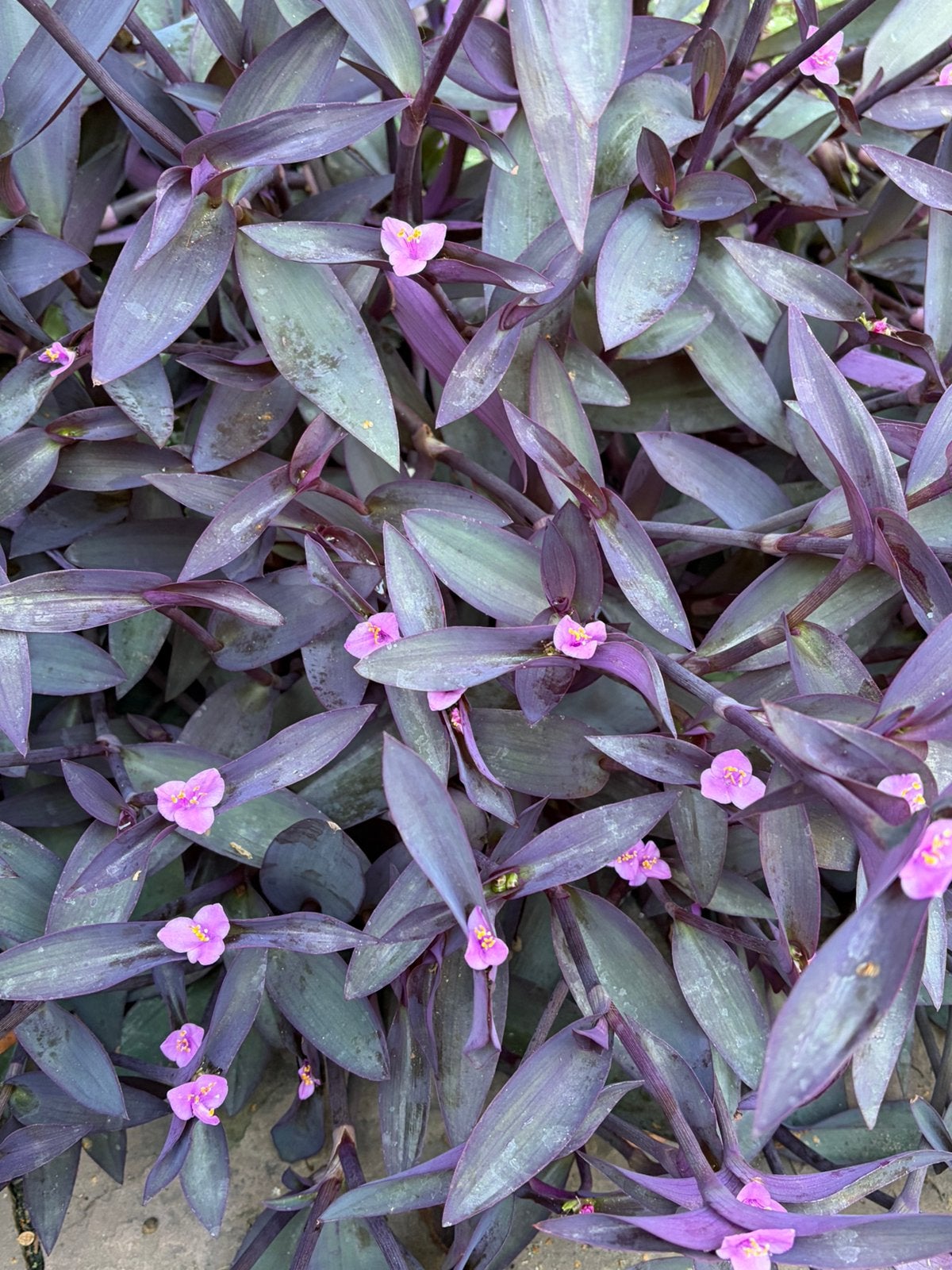 Tradescantia Pallida, Purple Heart. Vaderplant stekken, Ophalen of Verzenden