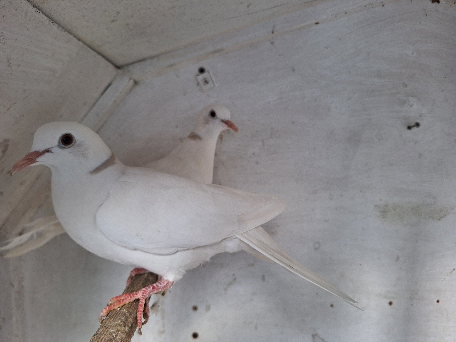 creme ino kweekkoppel tt waardig lachduiven tortelduif, Dieren en Toebehoren, Vogels | Duiven, Meerdere dieren, Overige soorten
