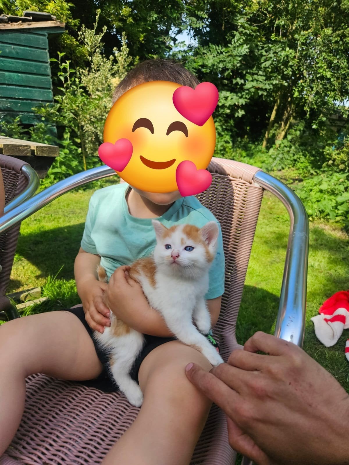 te koop een lief rood wit katertje  8 weken jong, Kater