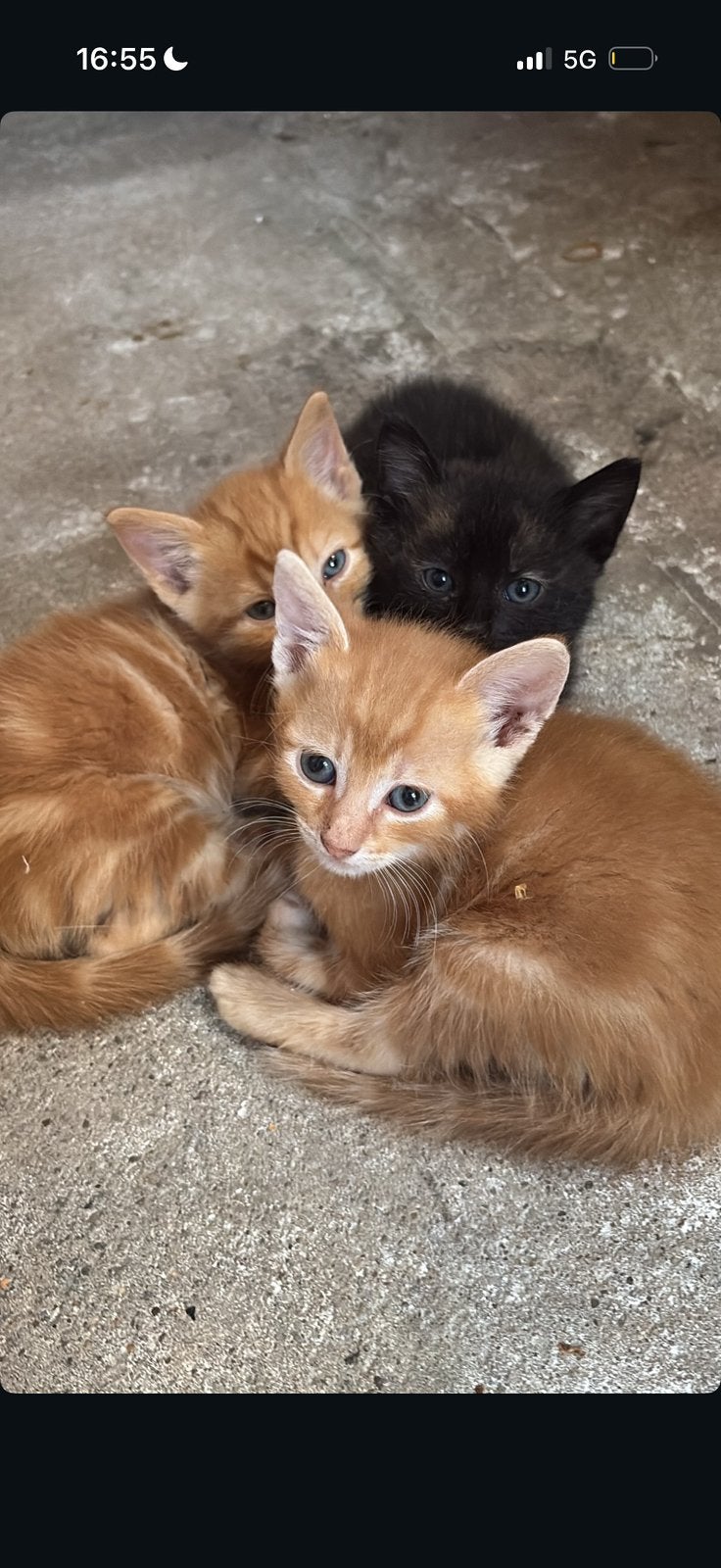 Schattige kittens op zoek naar huisje, Meerdere dieren