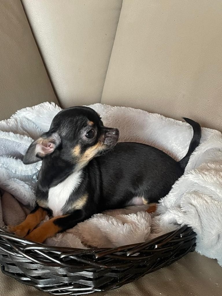 chihuahua pups kortharig, zeer mooi en raszuiver., Nederland, 15 weken tot 1 jaar, Meerdere, Meerdere dieren