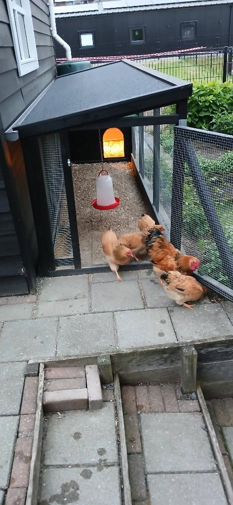 Kip wyandotte, Dieren en Toebehoren, Meerdere dieren, Kip
