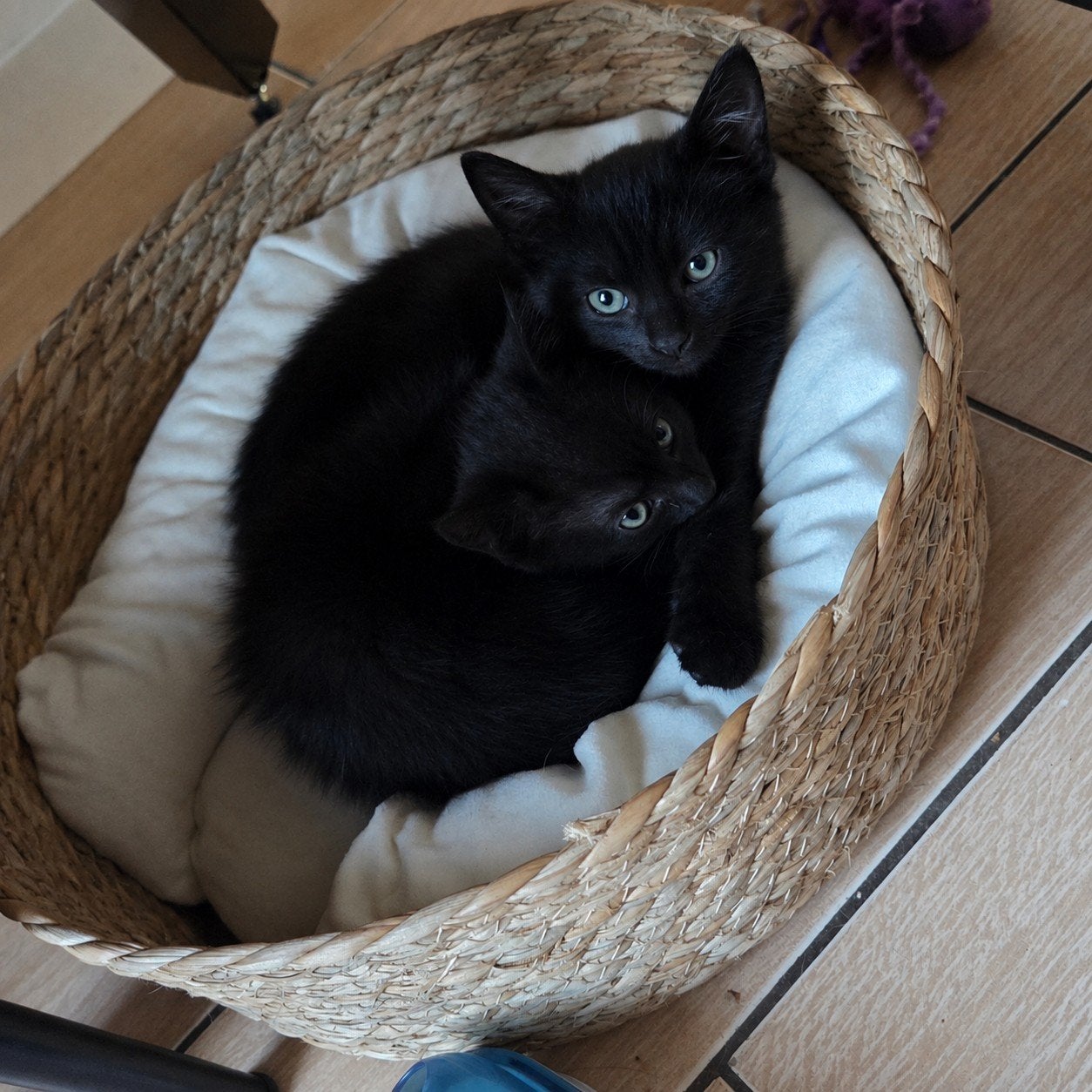 2 Kittens   beschikbaar, Dieren en Toebehoren, Meerdere dieren