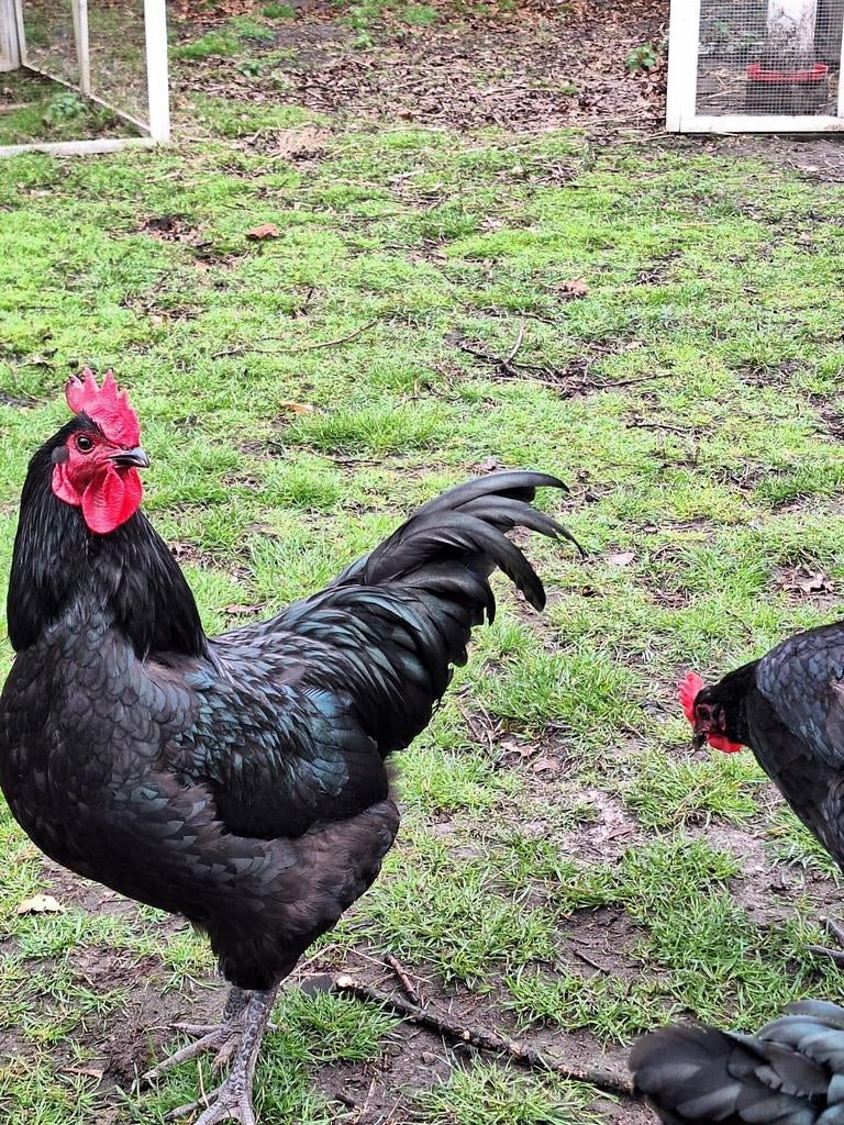 Australorp haan 2025 raszuiver, Dieren en Toebehoren, Mannelijk, Kip