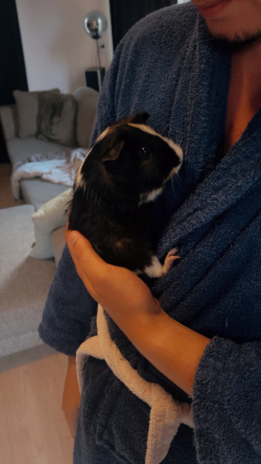 Gratis Kleine Cavia met hok, Dieren en Toebehoren, Knaagdieren, Cavia, Juli, Vrouwelijk, Tam