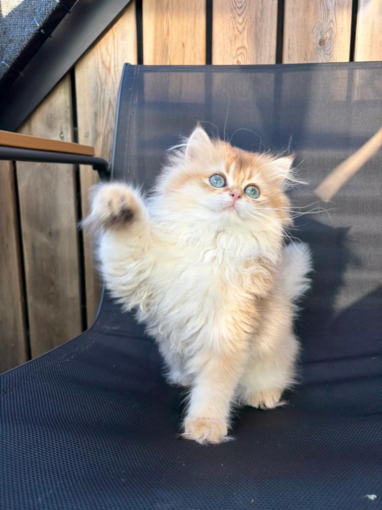 Britse langhaar Kittens golden, Meerdere dieren