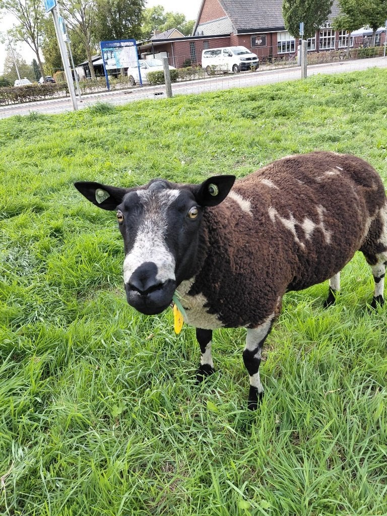 Mooie overjarige bonte dekrammen., Mannelijk, Schaap, 0 tot 2 jaar