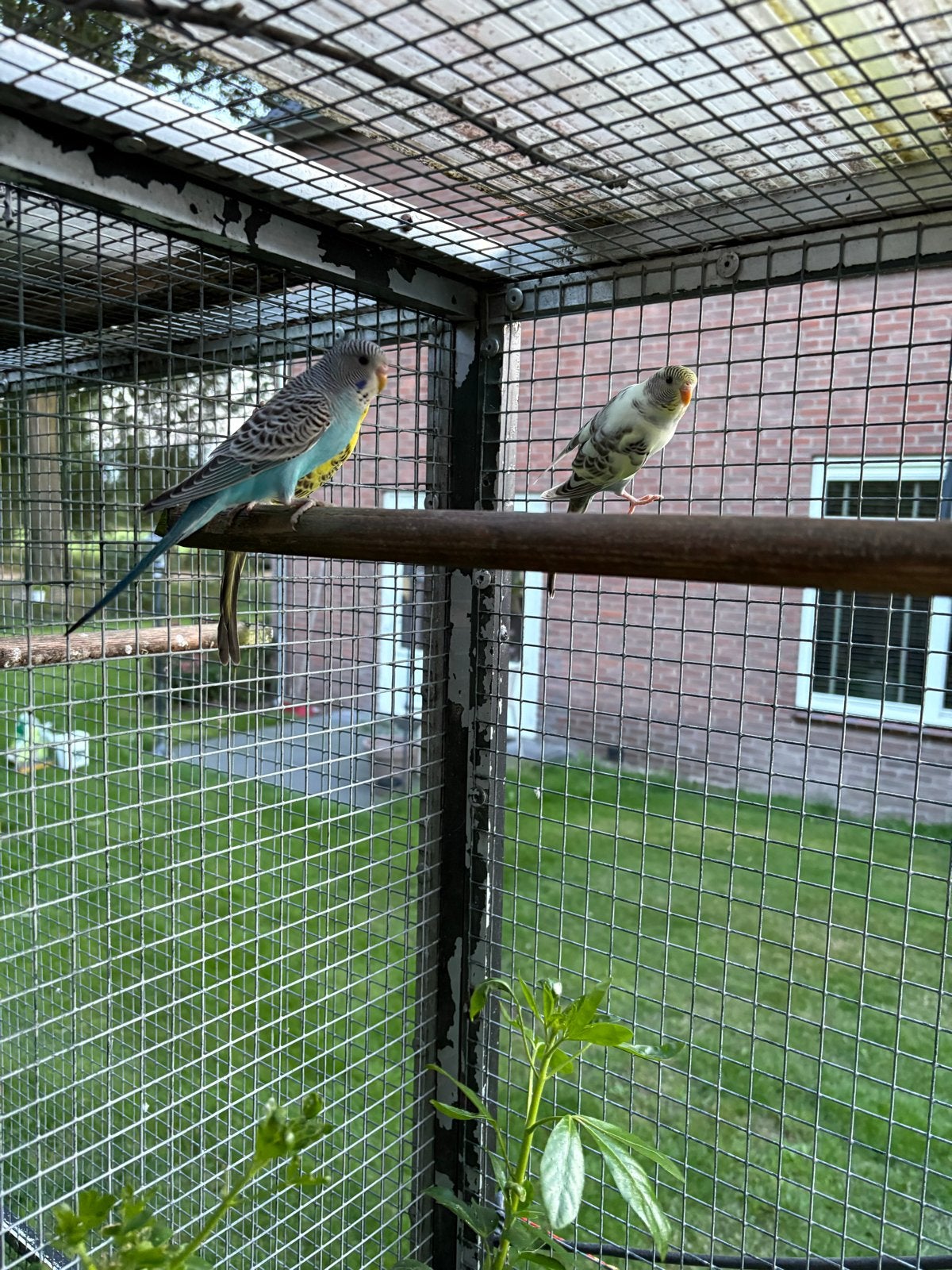 Mooie jonge  grasparkieten, Dieren en Toebehoren, Vogels | Parkieten en Papegaaien, Geslacht onbekend, Parkiet