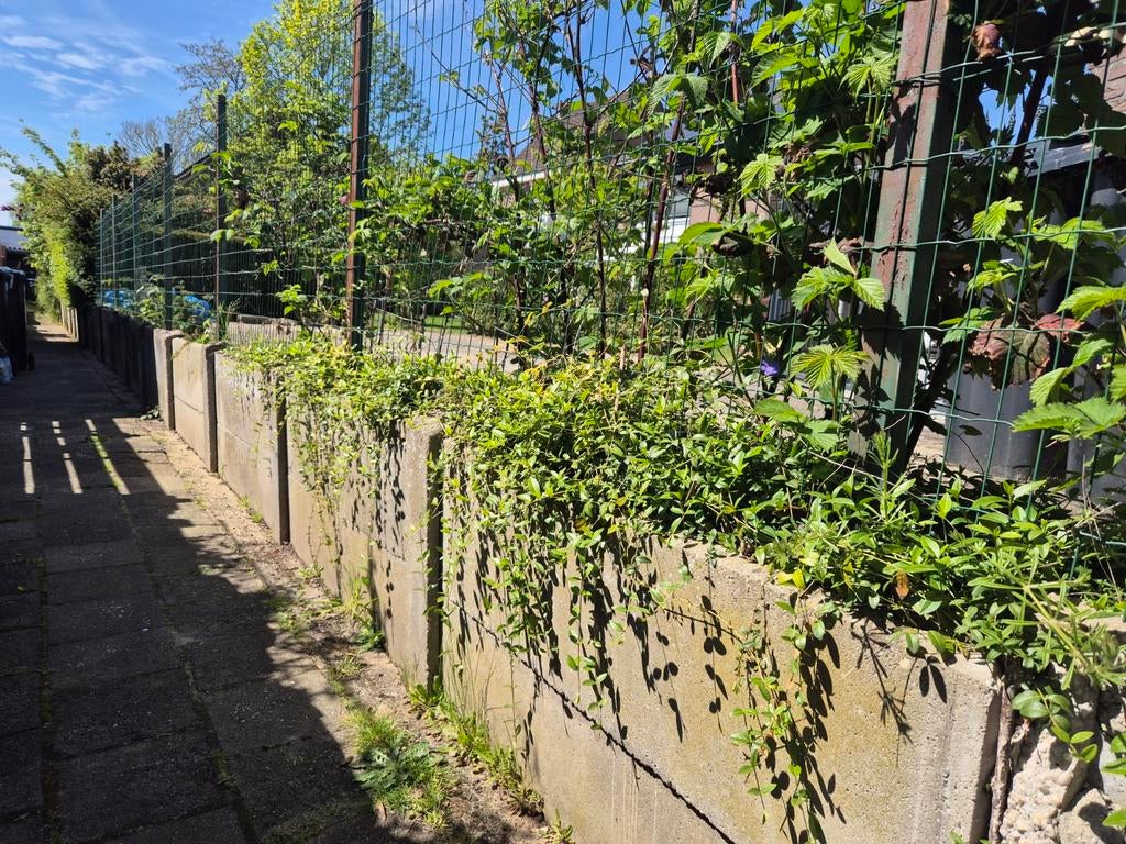 Gezocht vakman: vervangen van een bestaande keerwand, Tuin en Terras, Planten | Bomen, Ophalen of Verzenden, Volle zon, Overige soorten
