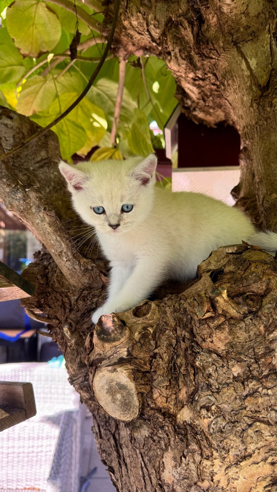Britse korthaar kitten met STAMBOOM