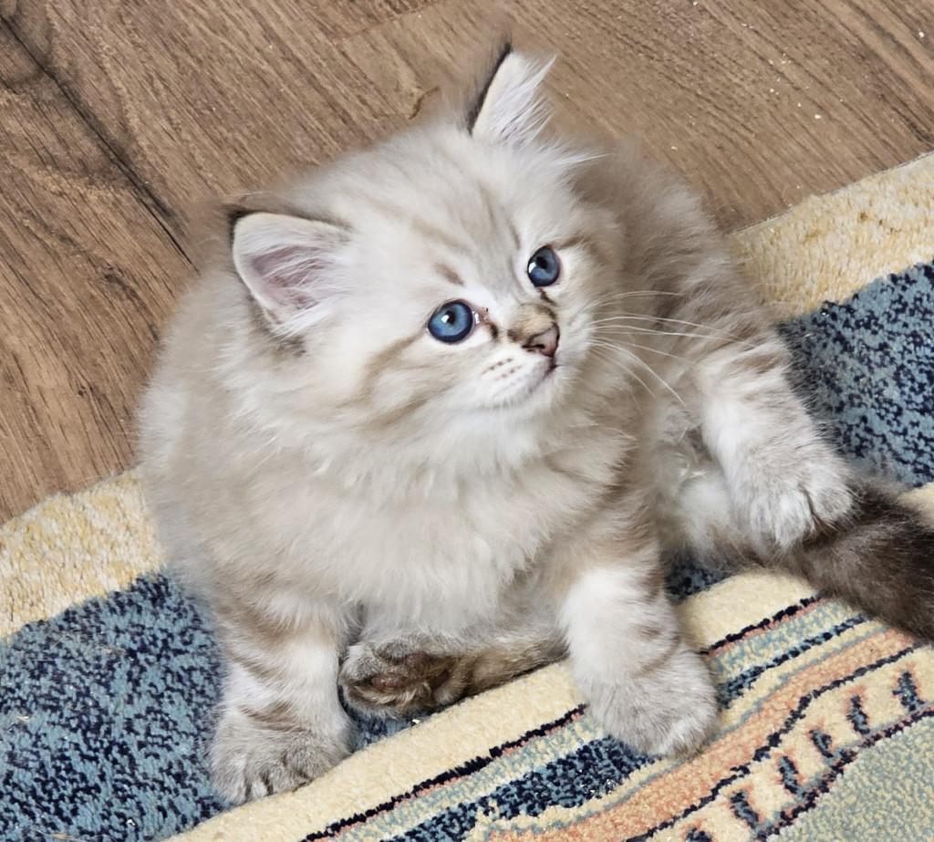 Neva- en Siberische kittens met een uitstekende stamboom, Meerdere dieren, Met stamboom, 0 tot 2 jaar