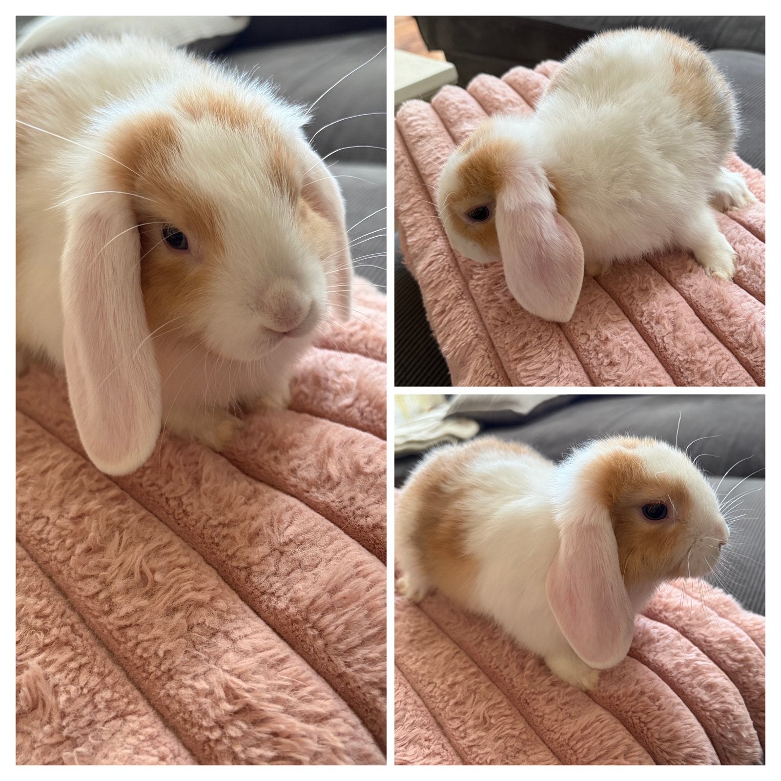 Baby konijntjes minilop / dwerghangoor (voedster, vrouwtjes), Dieren en Toebehoren, Konijnen, Meerdere dieren, Dwerg