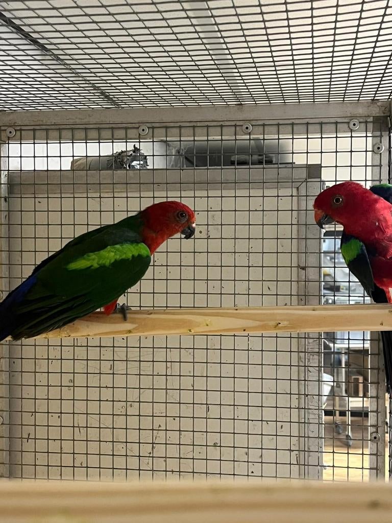 Mooi koppel groenvleugel koningsparkieten, Meerdere dieren, Parkiet, Geringd