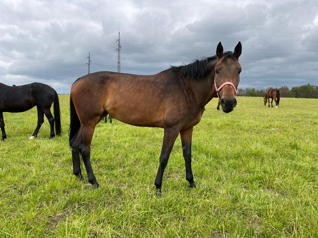 Oldenburger merrie 6 jaar, ca 175 cm – gezelschapspaard, Merrie, 175 cm of meer, Met stamboom, 3 tot 6 jaar