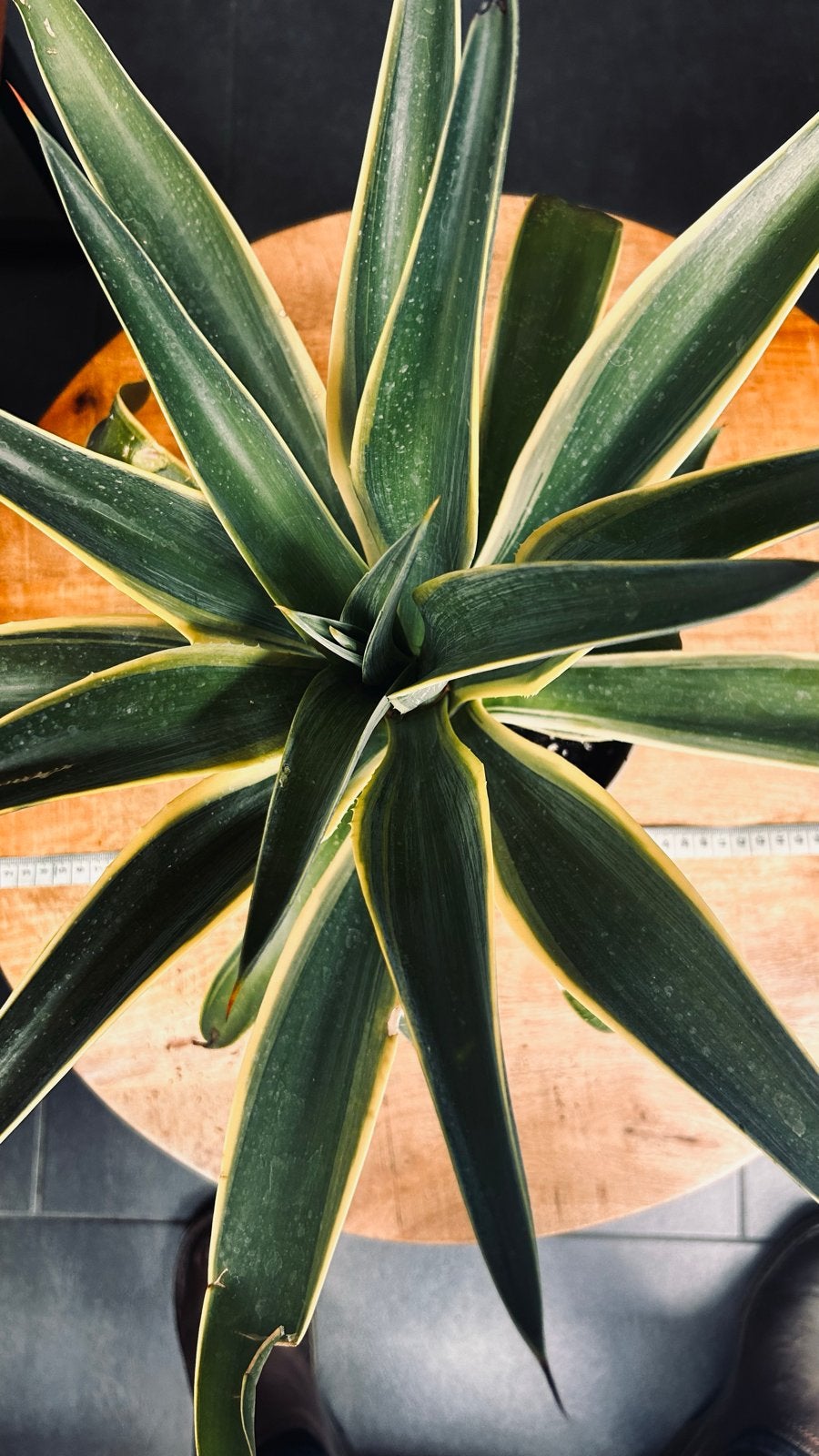 Agave Quadricolor - Prachtige succulent voor binnen en buite, Volle zon, Vaste plant, Bloeit niet, Ophalen