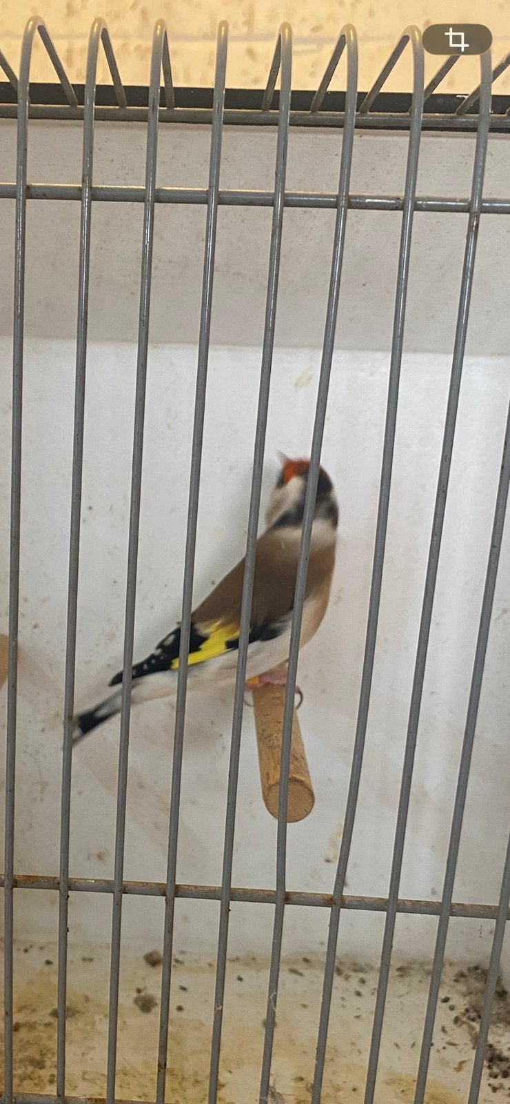 Majoor putters, Dieren en Toebehoren, Meerdere dieren, Wildzangvogel, Geringd