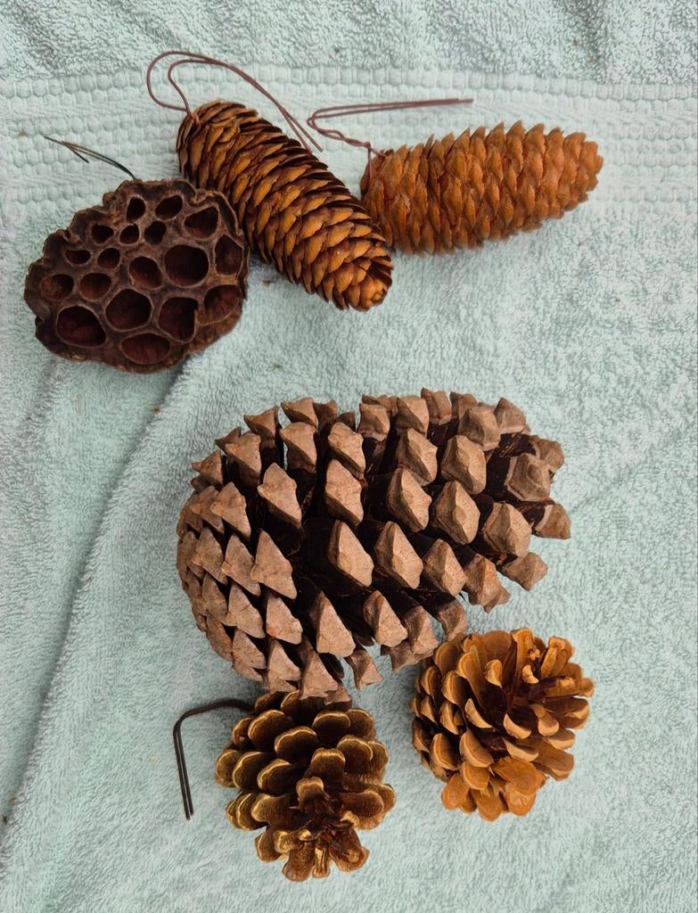 Diverse dennenappels en natuurlijke decoratie, Gebruikt, Ophalen of Verzenden, Landelijk, Natuurlijk materiaal